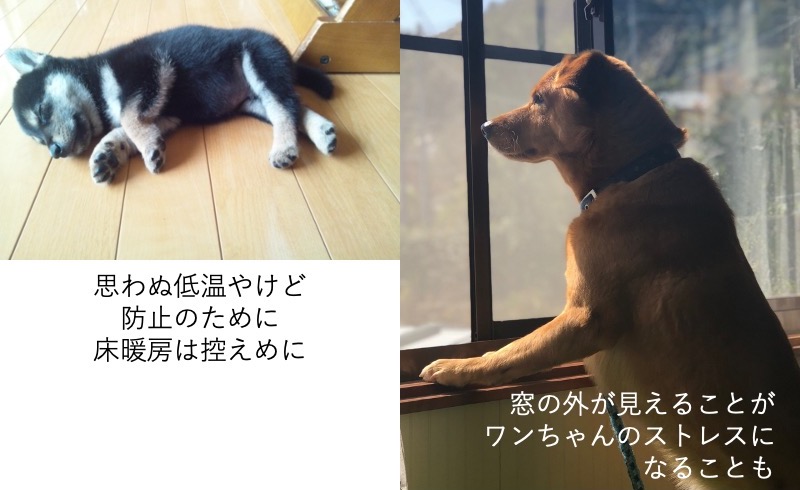 床で寝る犬と窓の外を眺める犬の写真