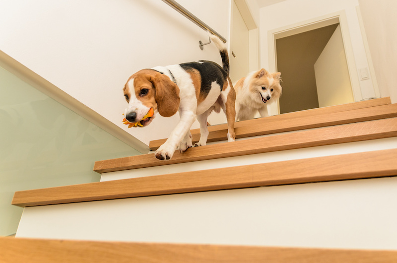 階段から降りる犬の写真