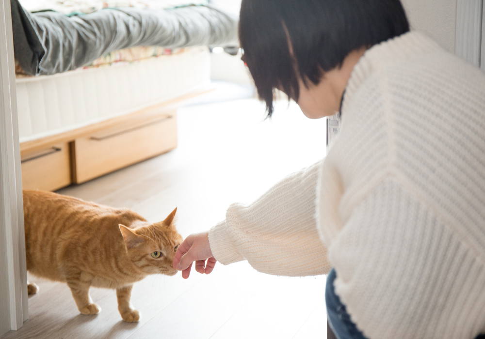 家の中で猫と遊ぶ女性の写真